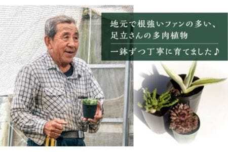 足立さんの 多肉植物 おまかせ 5種