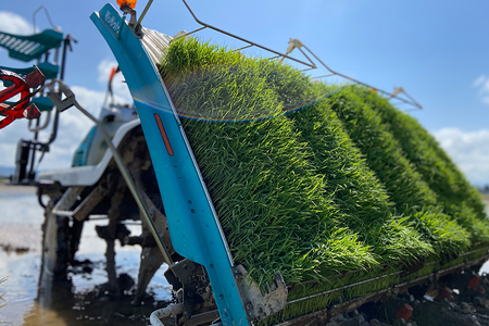 【令和8年産新米先行予約】加茂市産コシヒカリ 精米10kg（10kg×1袋）《9月下旬～順次出荷》 こしひかり 新潟産 米 お米 白米 加茂市 関川農園