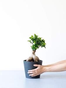 【鉢付き】ガジュマル Sサイズ【鉢：ブルーグレー】 ALQ0001VC04