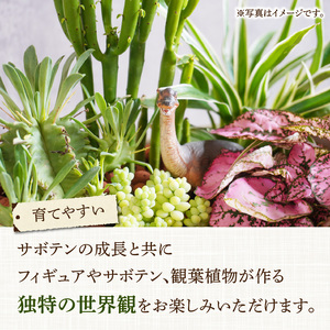 サボテンと観葉植物のオリジナル寄せ植え【恐竜セット】[133O05] 本格サボテン 産地直送サボテン フィギュア付き インテリア サボテンギフト プレゼント オシャレ かわいい サボテン寄せ植え オリジナルサボテン 人気サボテン 多肉植物 