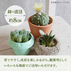ミニ サボテン セット（5種）[133O07]　 本格サボテン 産地直送サボテン インテリア ギフト プレゼント オシャレ かわいい 人気サボテン 多肉植物 おすすめサボテン おまかせサボテン 