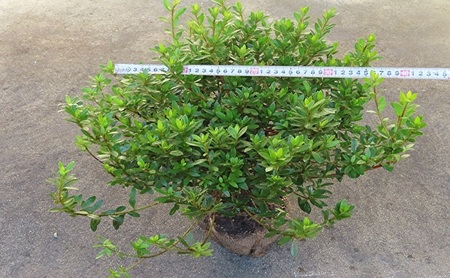 【生産者直送】枝にボリュームある露地栽培サツキ(ピンク花)4本セット [ さつき 植木 庭木 ガーデニング 常緑 低木 ] 雑貨 日用品 植物