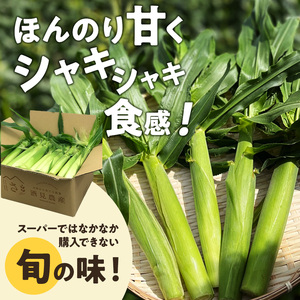 ベビーコーン 農家直送！SDGs米糠堆肥で作った環境に優しい ベビーコーン 50本 /酒見農産/ べびーこーん ※配送不可：離島