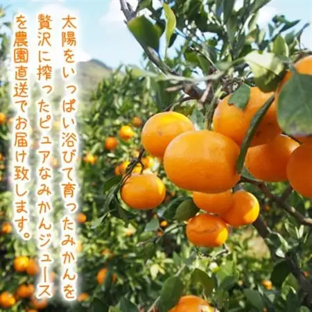 みかん農家が作った 温州みかんジュース 果汁100%ストレート200ml×8本 和歌山県【1542907】