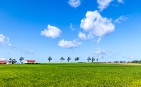 【先行予約】玉ねぎ Mサイズ 20kg 大空町産（2026年10月上旬より発送） OSR010 | 玉ねぎ