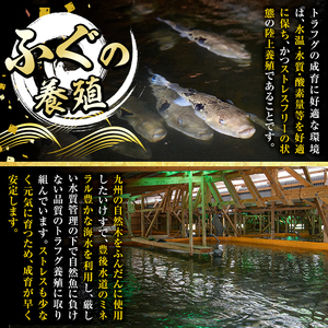 ＜瞬間凍結＞生簀直送 とらふぐ 刺身 セット (2-3人前) 魚 鮮魚 ふぐ 河豚 刺し身 刺身 さしみ ポン酢 もみじおろし 冷凍 佐伯 養殖 大分県 佐伯市 【EA29】【(株)トーワ】