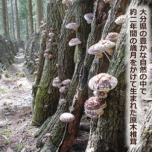 大分産椎茸こうしん 150g（50g×3袋）大分 椎茸 しいたけ 干ししいたけ 乾燥しいたけ 原木 水戻し 香り 味 和食 中華 小分け お裾分け 保存 香ばしい 旨み 大分しいたけ シンボルマーク シリアル番号 食材 国産 風味たっぷり 安心 美味しい