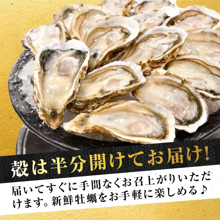生牡蠣夏かき9個 牡蠣[XBP012]