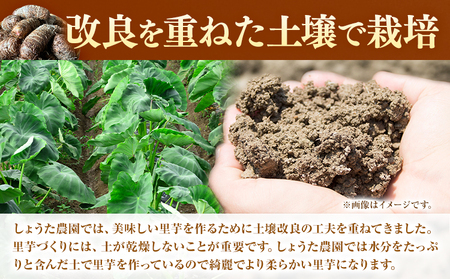 【先行予約】里芋 赤芽里芋 約3kg しょうた農園《11月上旬-3月末頃出荷》