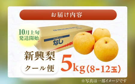 【★先行予約★ 2026年10月上旬より発送】梨（新興）約5kg /  なし 果物 梨 フルーツ[AFAB059]