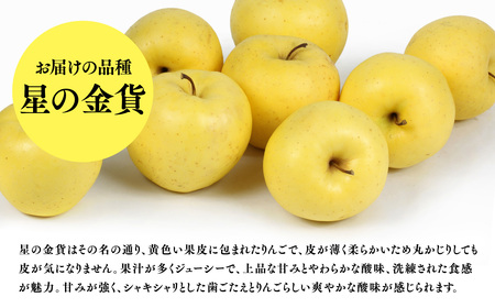 【レビューキャンペーン】１１月発送　特選　甚八りんご星の金貨３kg　【マルジンサンアップル】[hi-0058-046]
