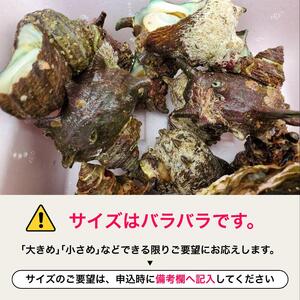 活 さざえ 3kg