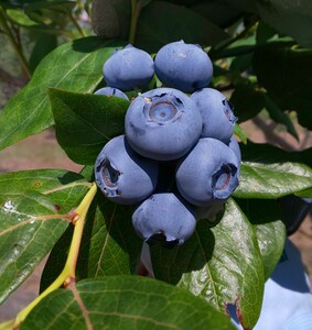 O-B-Iベリー農園のブルーベリージュース　720ml×2本 ブルーベリージュース 果汁飲料 ハイブッシュ ラビットアイ ブレンド 完熟 果物 ジュース 数量限定 ギフト 贈り物 山梨県 北杜市産 [h185]