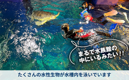 大型水槽 シュノーケリング 体験 チケット クーポン ウミガメ 水槽 千葉市
