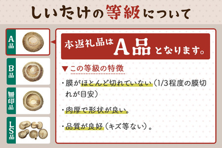 しいたけ A級品 Mサイズ 約800g(約100g(6～8個入)×8パック)