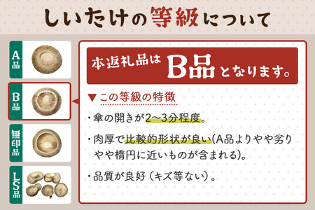 しいたけ B品 6L（約150g）×20パック