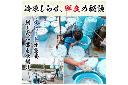 【22517】鹿児島県産生しらす(冷凍)計1kg(100g×10パック) 獲れたてしらすを急速冷凍！鮮度抜群なしらすをご家庭で気軽に！【東串良町漁業協同組合】