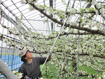 さくらんぼ（佐藤錦）８００ｇ　ご家庭用　0025-2602