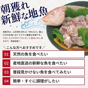 SB0522　地魚おまかせセット(下処理済)　計1kg以上(3～5種類入)