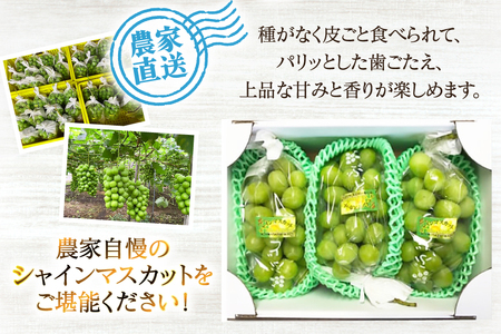 【期間限定発送】 シャインマスカット 3～4房 約2kg [治右衛門果樹園 山形県 高畠町 tk06ays830001]