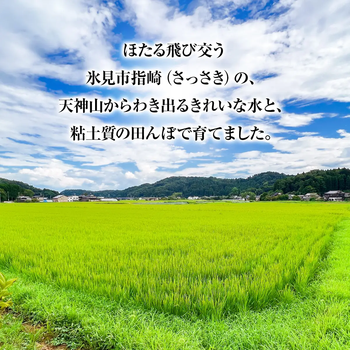 【特別栽培米】 令和7年産 富山県産 “富富富” ２kg×２ 無洗米  