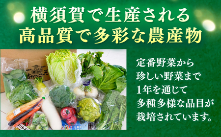 【先行予約】【数量限定50セット】よこすか こだわりかぼちゃ 約10kg 野菜 かぼちゃ 野菜 南瓜 カボチャ 野菜【JAよこすか葉山】 [AKFO004]