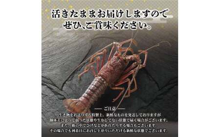 【先行予約】10月直送便 土佐獲れ 活伊勢海老 約700g（２尾～４尾） 天然 エビ えび 伊勢エビ 海鮮 お刺身 刺し身 丸焼き しゃぶしゃぶ 故郷納税 ふるさとのうぜい 返礼品【株式会社とさもん】 [BQAE103]