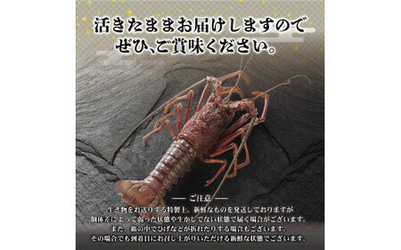 【先行予約】11月直送便 土佐獲れ 活伊勢海老 約700g（２尾～４尾） 天然 エビ　えび 伊勢エビ 海鮮 お刺身 刺し身 丸焼き しゃぶしゃぶ 故郷納税 ふるさとのうぜい 返礼品【株式会社とさもん】 [BQAE104]
