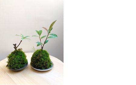 苔玉【1.1-28】