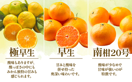 みかん 贈答用 おまかせ 温州みかん 3kg YAMAUCHI FARM 愛媛みかん 極早生 早生 南柑20号 愛媛蜜柑 愛媛ミカン うんしゅう 玉津 みかん mikan 先行予約 果物 フルーツ 柑橘 濃厚 甘い 甘味 蜜柑 産地直送 農家直送 数量限定 国産 愛媛 宇和島 B010-084003