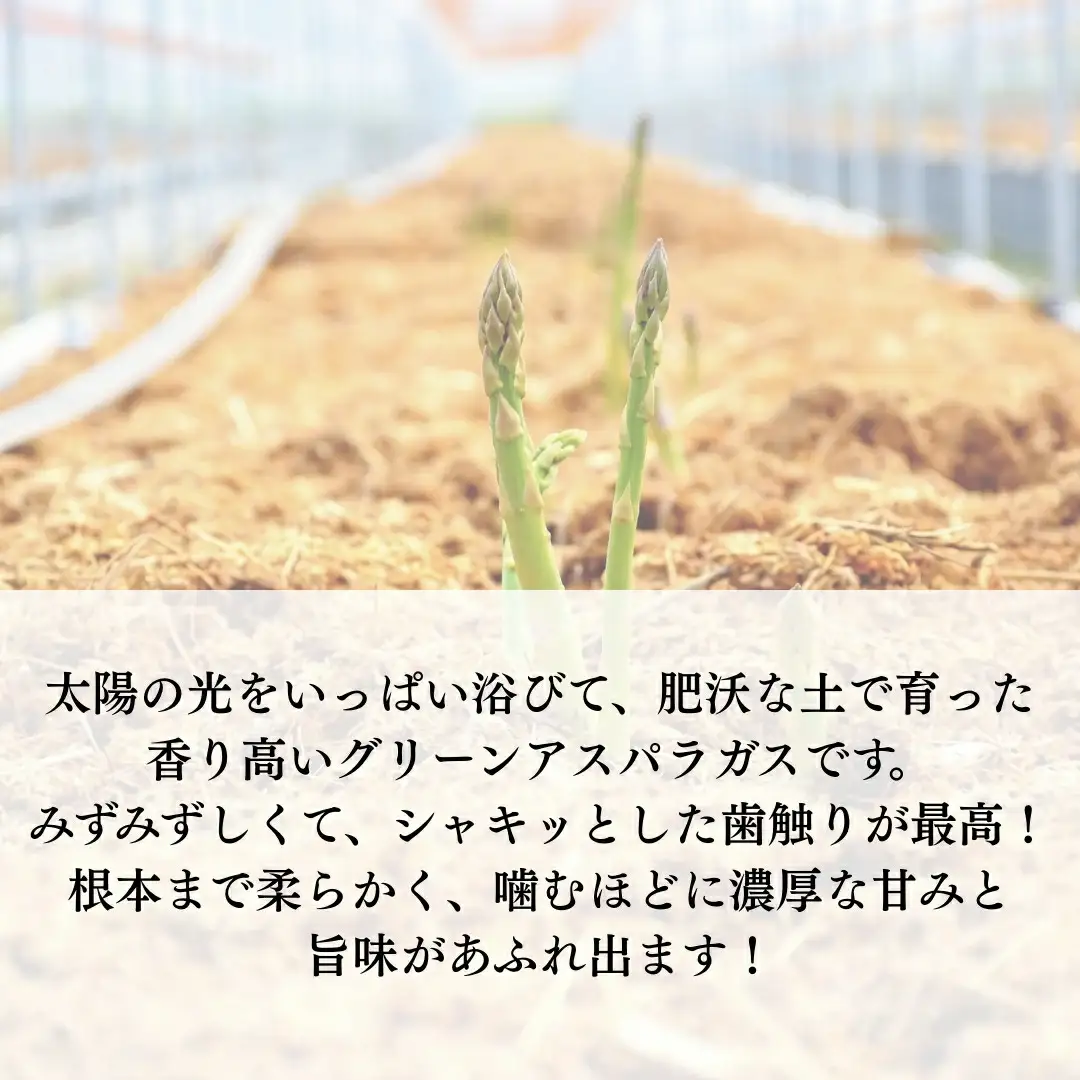 【先行予約】五泉産 グリーンアスパラガス 800g (400g×2)