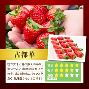 【2027年1月上旬～2月下旬発送】贈答用いちご【数量限定】『古都華』 いちご 数量限定 古都華 12～15粒 化粧箱 国産 国産苺 ストロベリー 果物 果実的野菜 フルーツ デザート おやつ 糖度 濃厚 香り 鮮やか 甘い ビタミン 奈良県産 お取り寄せ 贈答用 送料無料