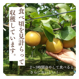 【2026年産】船橋のなし「幸水」（い志い農園）