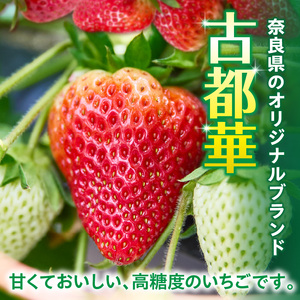 【2027年1月～3月上旬発送】「古都華」化粧箱入りいちご 甘みと酸味のバランスが抜群 古都華 いちご 1パック 9~15粒 化粧箱 生駒いちご園 果物 フルーツ デザート 贈り物 お取り寄せ お取り寄せフルーツ 奈良県 生駒市 送料無料