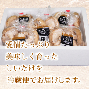 しいたけ 菌床生しいたけ 1kg 