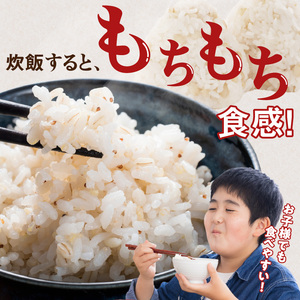 【メール便でお届け】久留米市産もち麦（450g×2袋）_メール便でお届け 久留米市産 もち麦 450g × 2 九州産 くすもち二条 食物繊維 豊富 満腹感 タンパク質 ビタミン ミネラル 免疫向上 もちもち食感 水洗い不要 吸水不要 手軽 福岡県 久留米市 お取り寄せ 送料無料 〔Gr051〕