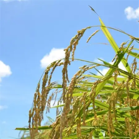 【千葉県いすみ市産】コシヒカリブレンド　精米10kg(5kg×2袋)_ 精米 米 _【1546626】