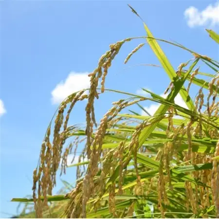 【令和7年産米】特A評価　ふっくら大粒　千葉県いすみ市産粒すけ　精米5kg_ 精米 米 _【1546628】