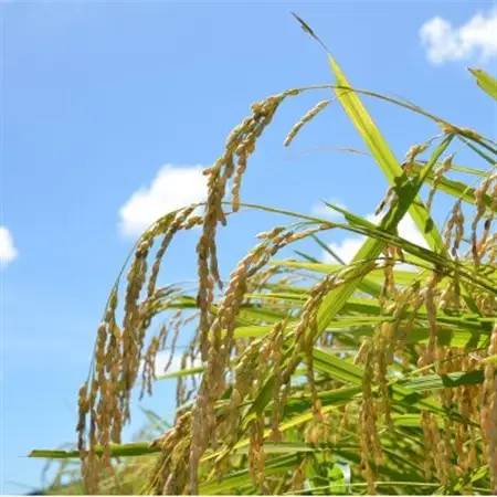 【令和7年産米】　千葉県いすみ市産　コシヒカリ精米10kg(5kg×2袋)_ 精米 米    コシヒカリ 米 こしひかり_【1546629】