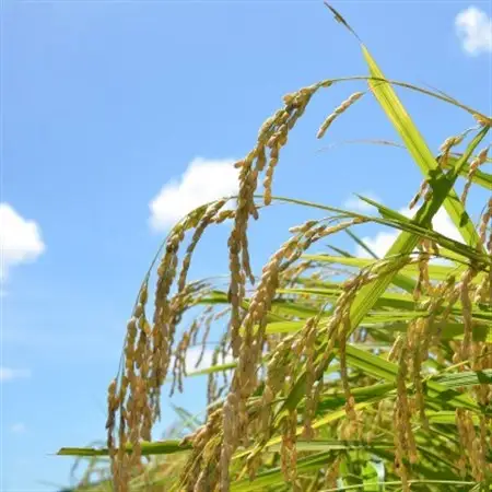 【令和7年産米】　千葉県いすみ市産　コシヒカリ精米5kg_ 精米 米    コシヒカリ 米 こしひかり_【1546630】