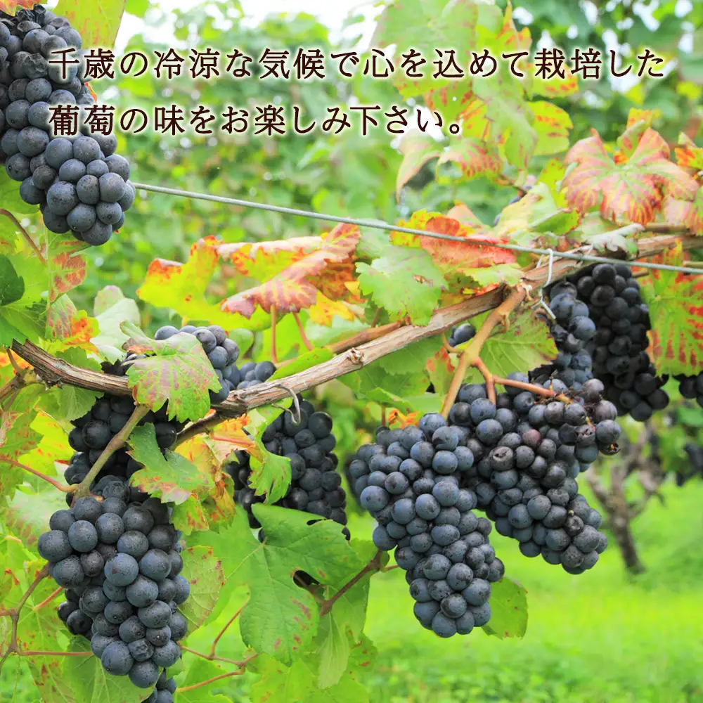 千歳ワイン2022（Chitose Wine）750ml 1本＜ ギフト箱 入 ＞