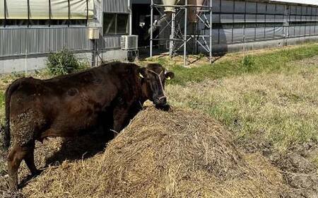 牛肉 すき焼き 立山放牧和牛 すきしゃぶ用 1箱約 500g 冷凍 [K・MEATすきやき しゃぶしゃぶ 和牛 国産牛 放牧 牛 肉 グルメ 赤身 富山県 立山町 お歳暮 お中元 F6T-172
