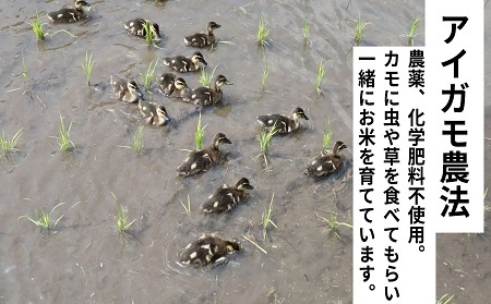 【3回定期便】令和7年度産コシヒカリ 「カモしゃん米」（精米）5kg 【 こしひかり お米 農家直送 無農薬 化学肥料不使用 精米 安心 安全 新米 令和6年度産 D-53】