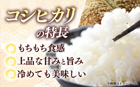 【特別栽培米】五霞町産うまい米コシヒカリ（精米）6kg ／ 令和7年産 お米 白米 こしひかり 減農薬 減化学肥料 茨城県 認証 取得 健康 環境【価格改定XB】