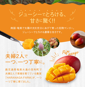 【2026年 先行予約】【 奄美産 】 かさり マンゴー 家庭用 1kg A072-005 かさりマンゴー 完熟マンゴー 完熟 トロピカルフルーツ フルーツ トロピカル 先行受付 事前受付 事前予約 予約 受付 甘い デザート 美味しい 濃厚 ジューシー HARANAGA-FARM ふるさと納税 奄美市 おすすめ ランキング プレゼント ギフト