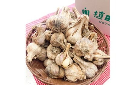 【先行予約】訳あり 植田ファームの自然乾燥にんにく800g〈2026年06月上旬から発送〉 800グラム ニンニク ガーリック お酒 料理 醤油漬け ガーリックオイル ペペロンチーノ パスタ スパゲッティ【株式会社　植田ファーム】[BQAT005]