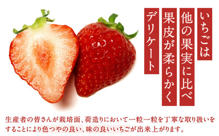 福岡県産特産品 うまもぐ厳選果物 福岡県産 博多あまおう DX上級品 約500g（約250g×2パック入り）【2026年12月発送】あまおう いちご 苺 イチゴ 果物 フルーツ