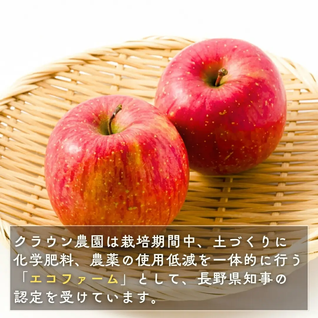 【2026年先行予約】りんご サンふじ 約3kg (6~10玉) |りんご