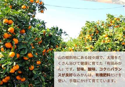 こだわりの完熟 有田みかん 6kg ＋150g(傷み補償分)｜ みかん