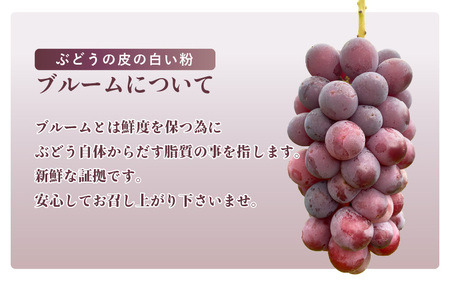 【2026年9月中旬発送】ぶどう ハチミツのようなとろける甘み 「ブラックオリンピア」葡萄 1.0kg以上（2～3房） [e36-a007]
